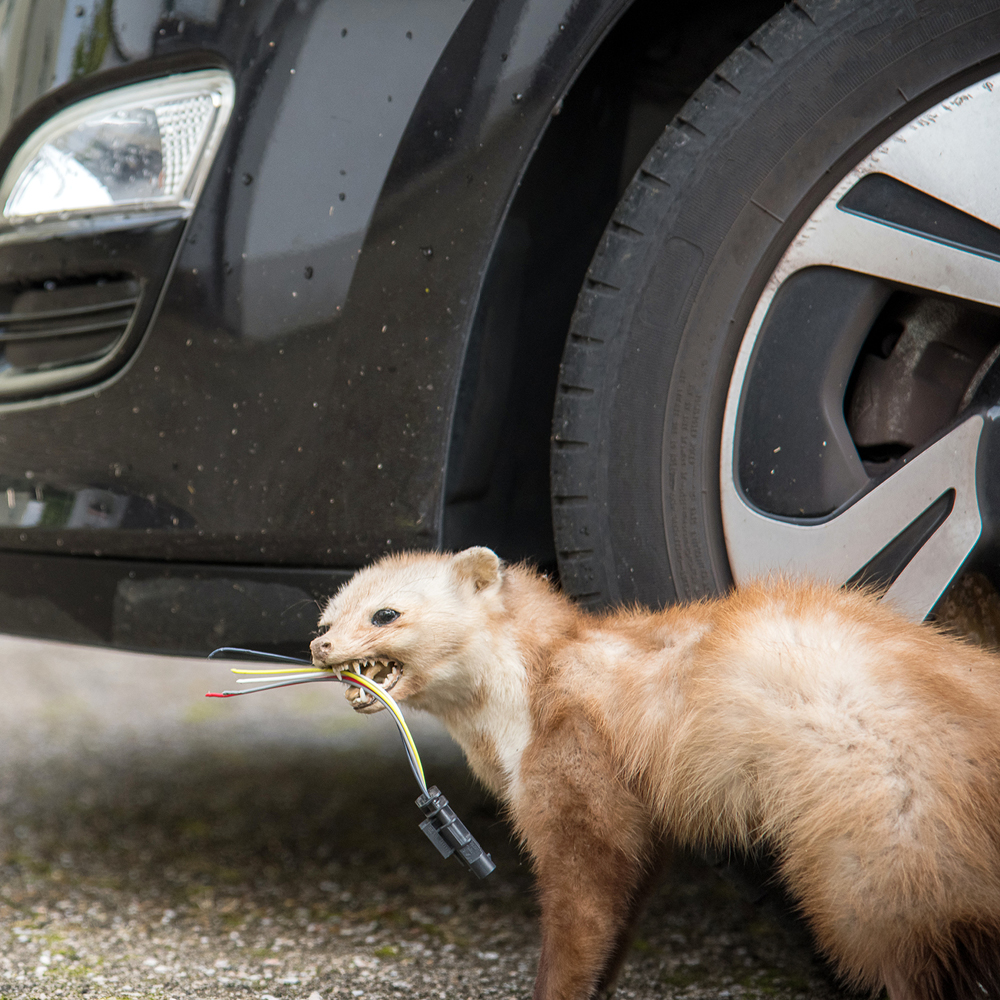 Marder beschädigt Auto